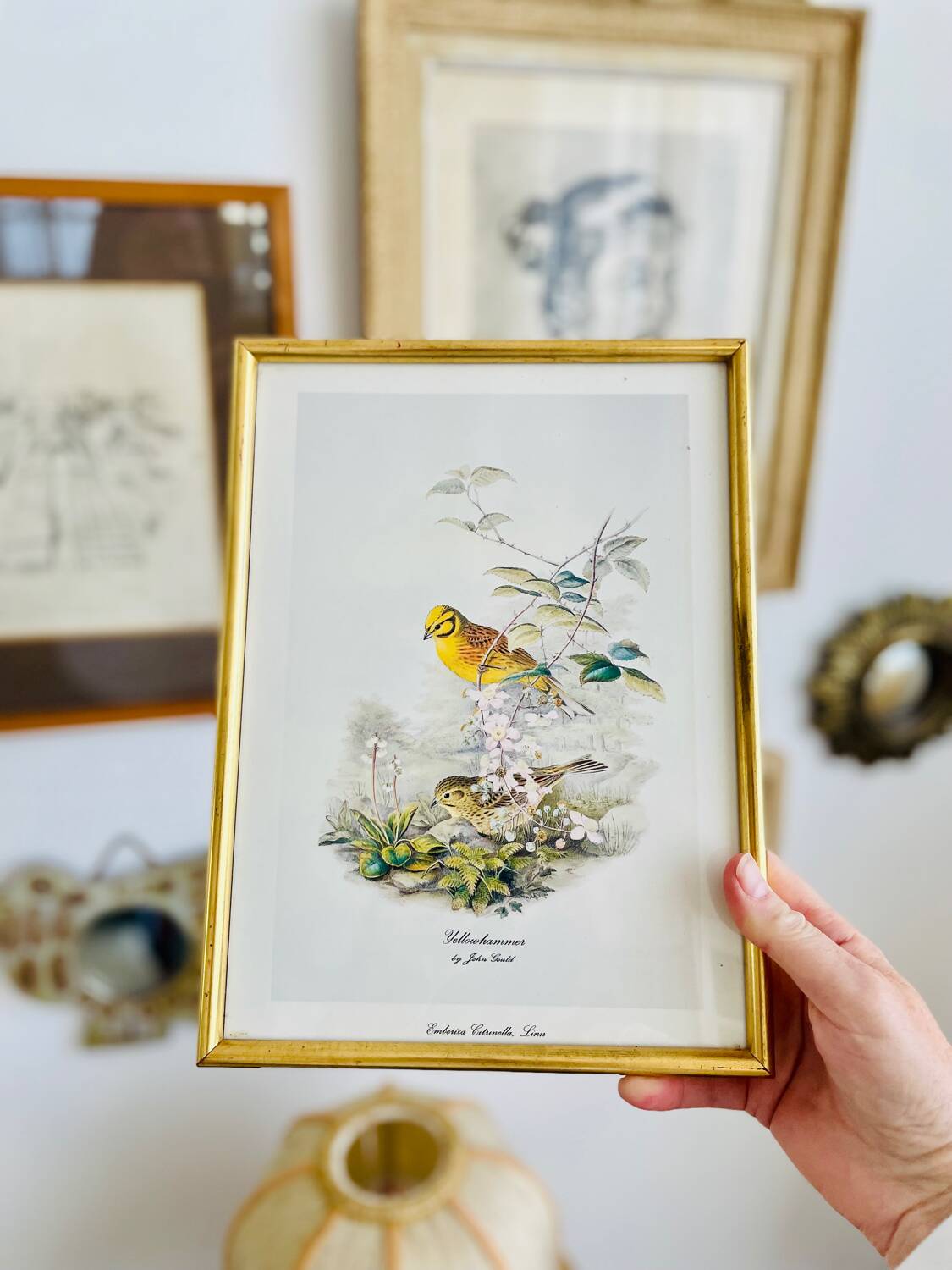 Birds lithograph frame after John Gould