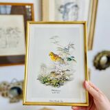 Birds lithograph frame after John Gould