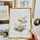 Birds lithograph frame after John Gould