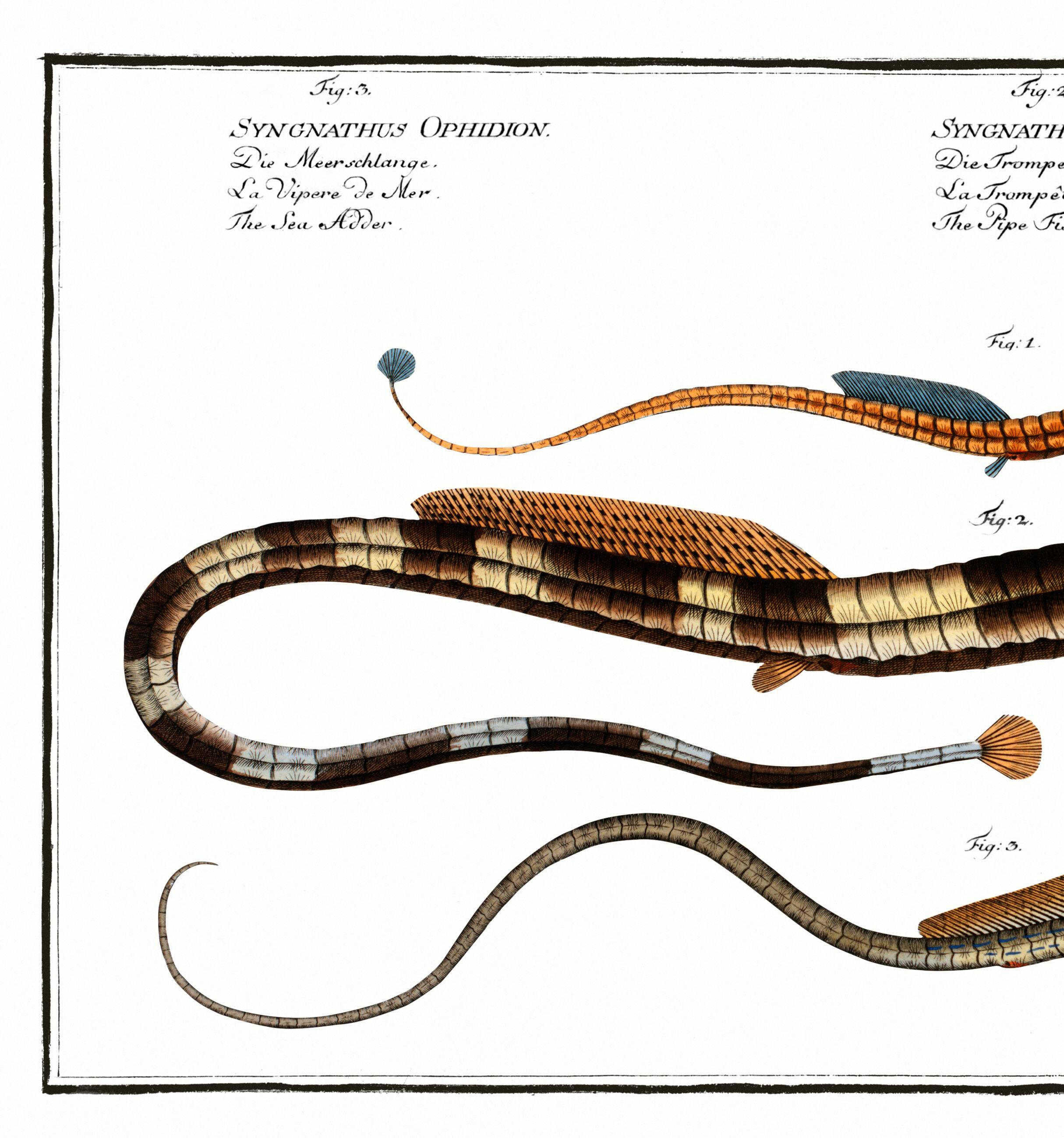 Poster about needlefish, based on an old engraving from 1746.