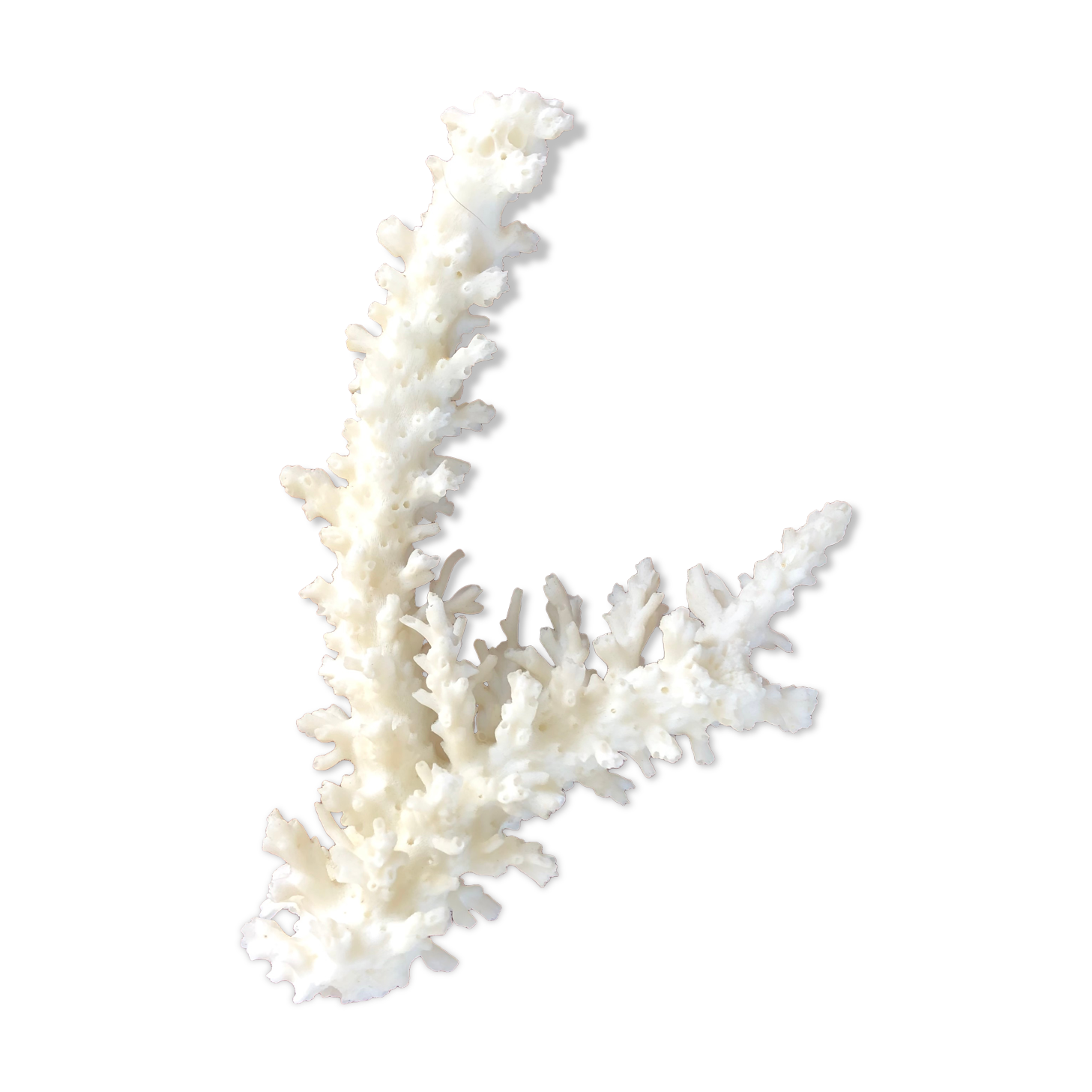 Ancient white coral