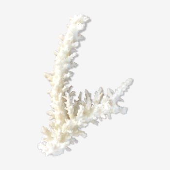 Ancient white coral