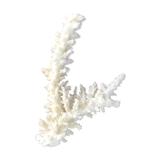 Ancient white coral