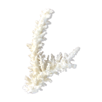 Ancient white coral