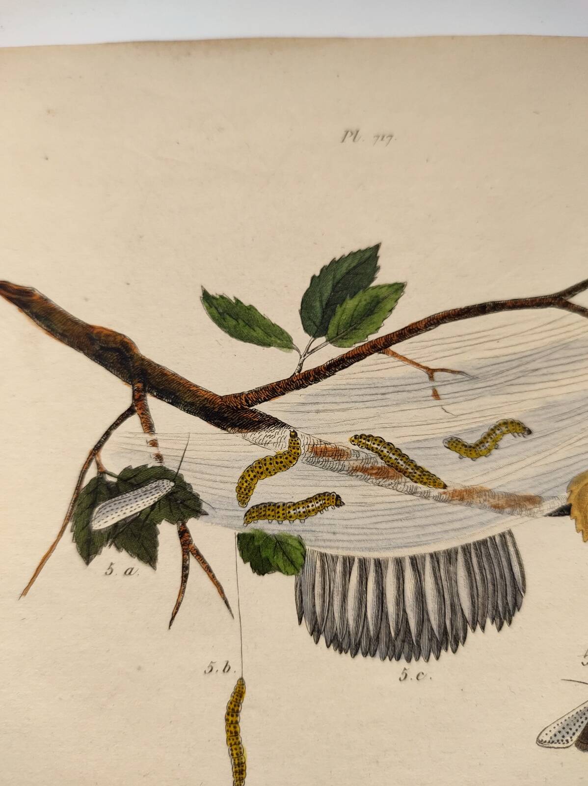 Gravure ancienne de 1838 -Chenille et Coquillage Volute- Planche zoologique original