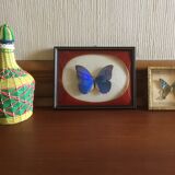 Butterfly morpho anaxibia