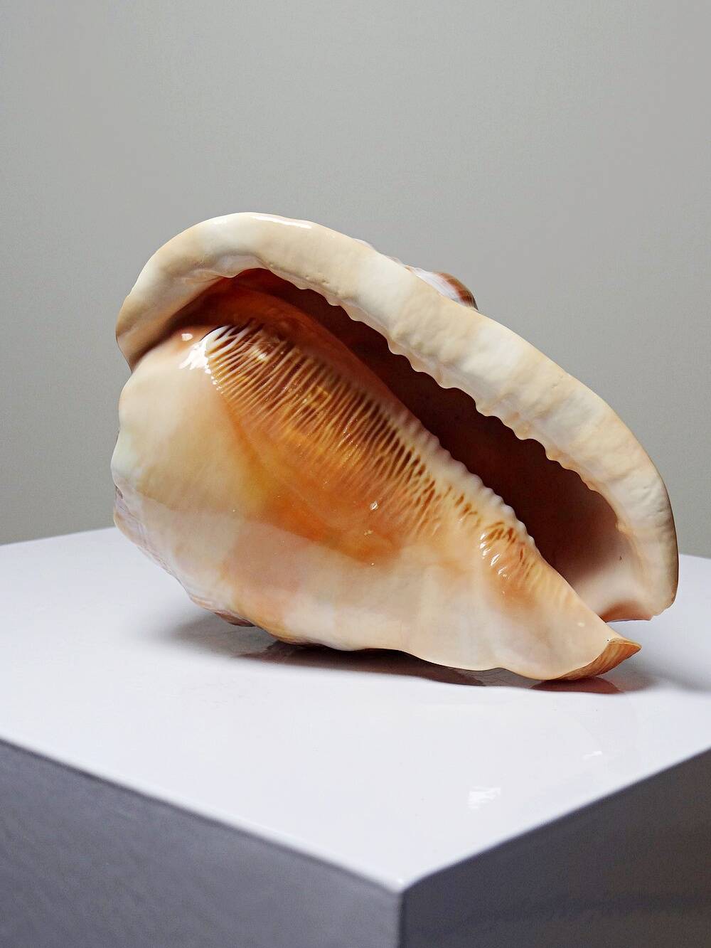 Large vintage shell cabinet of curiosities Cypraecassis rufa 15cm