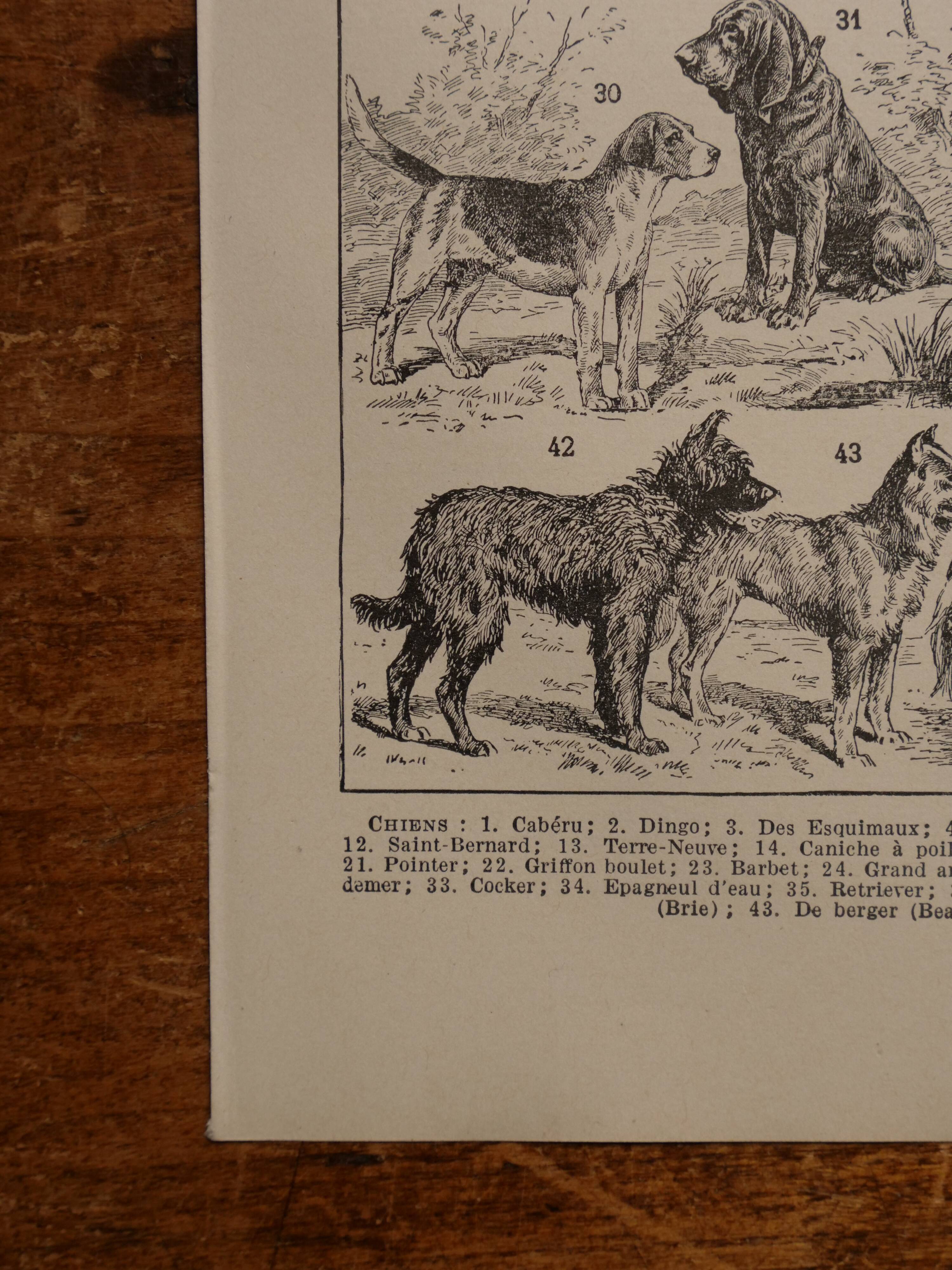Original lithograph on dogs