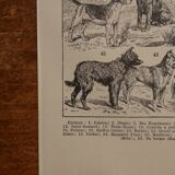Original lithograph on dogs