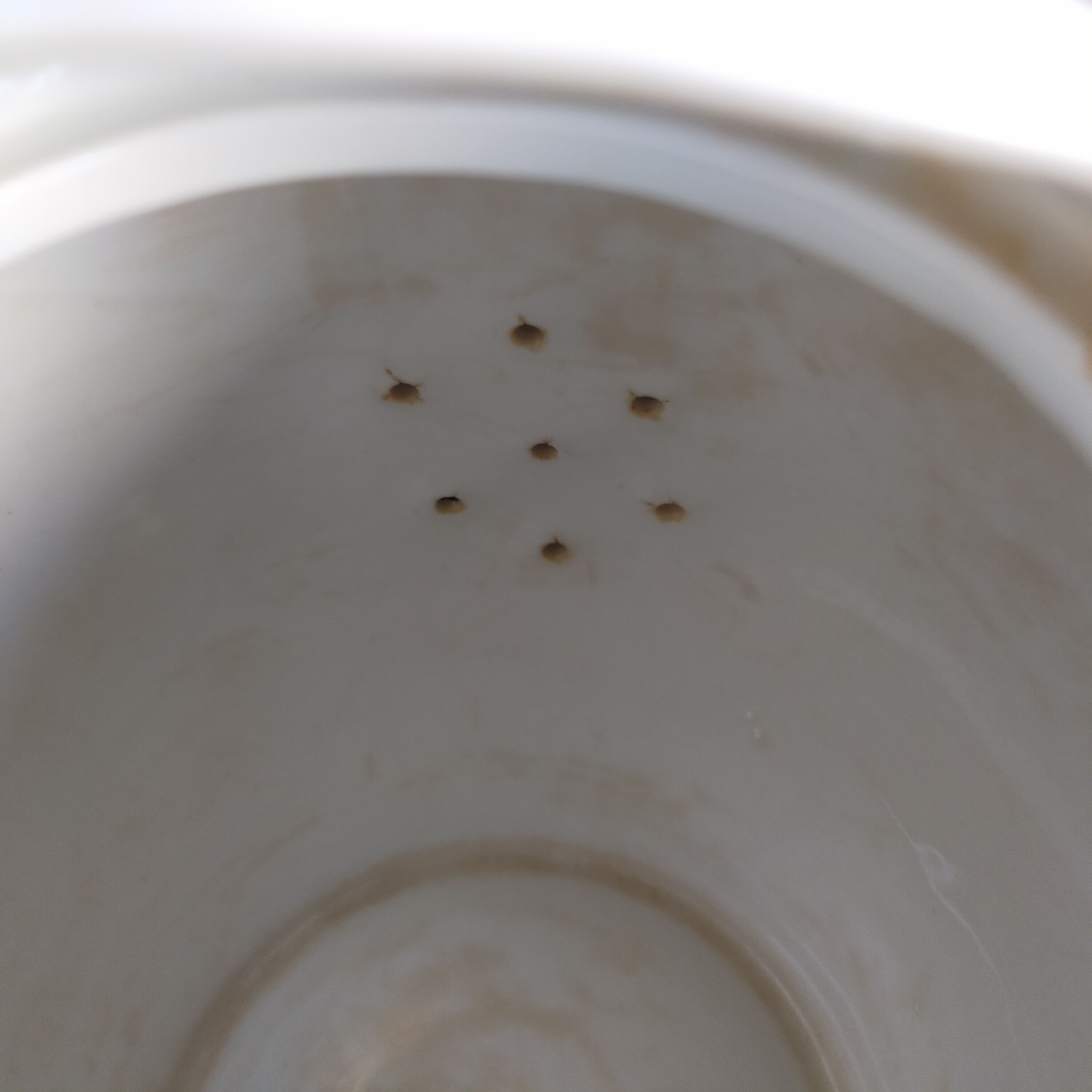 White porcelain teapot