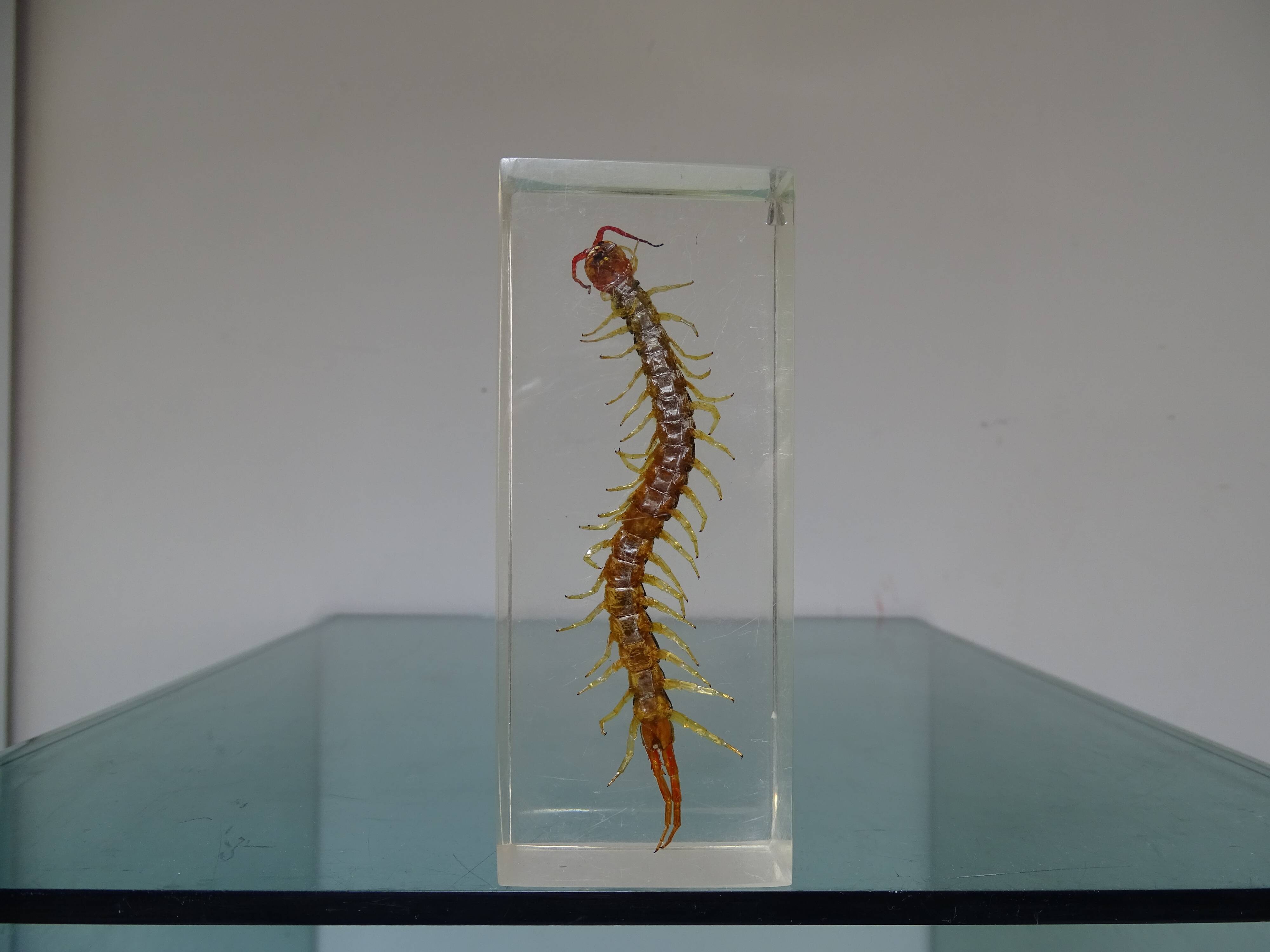 A thousand paw inclusion vintage queen