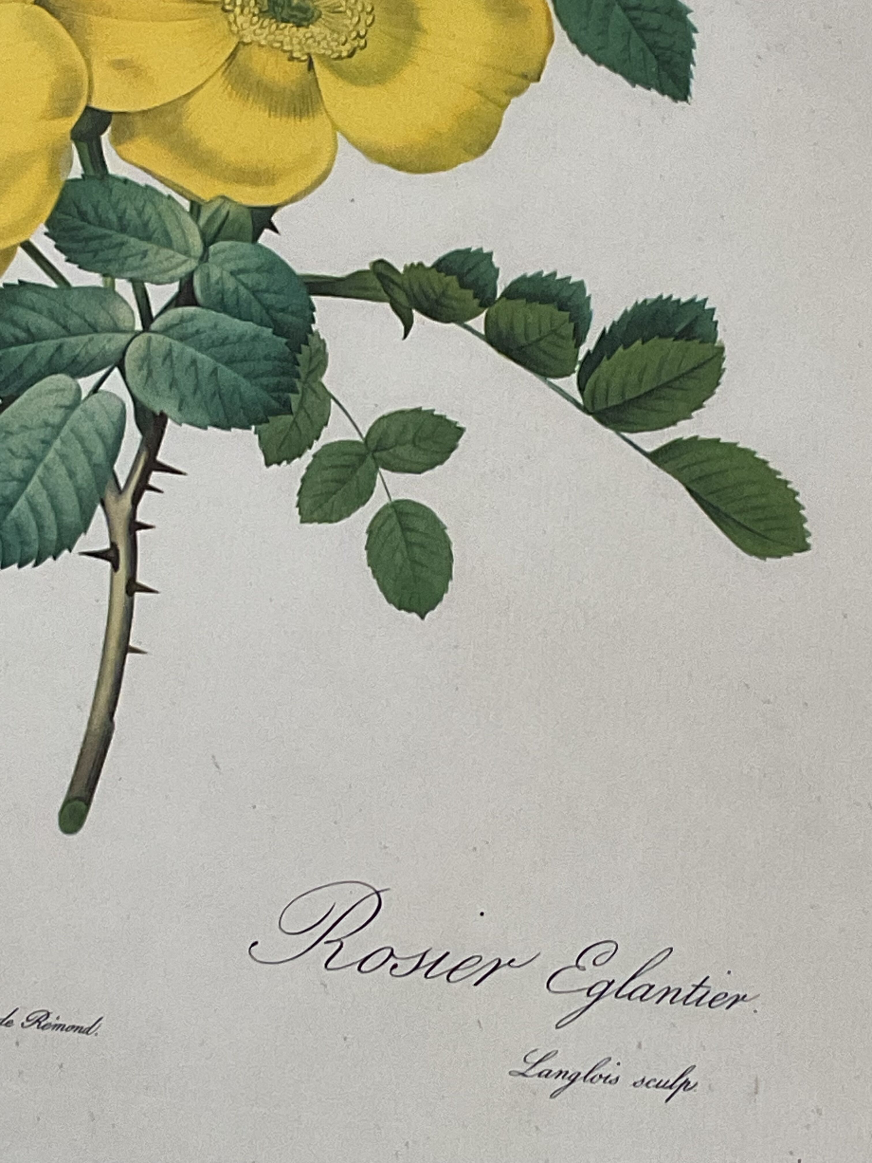 illustration Redouté