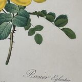 illustration Redouté