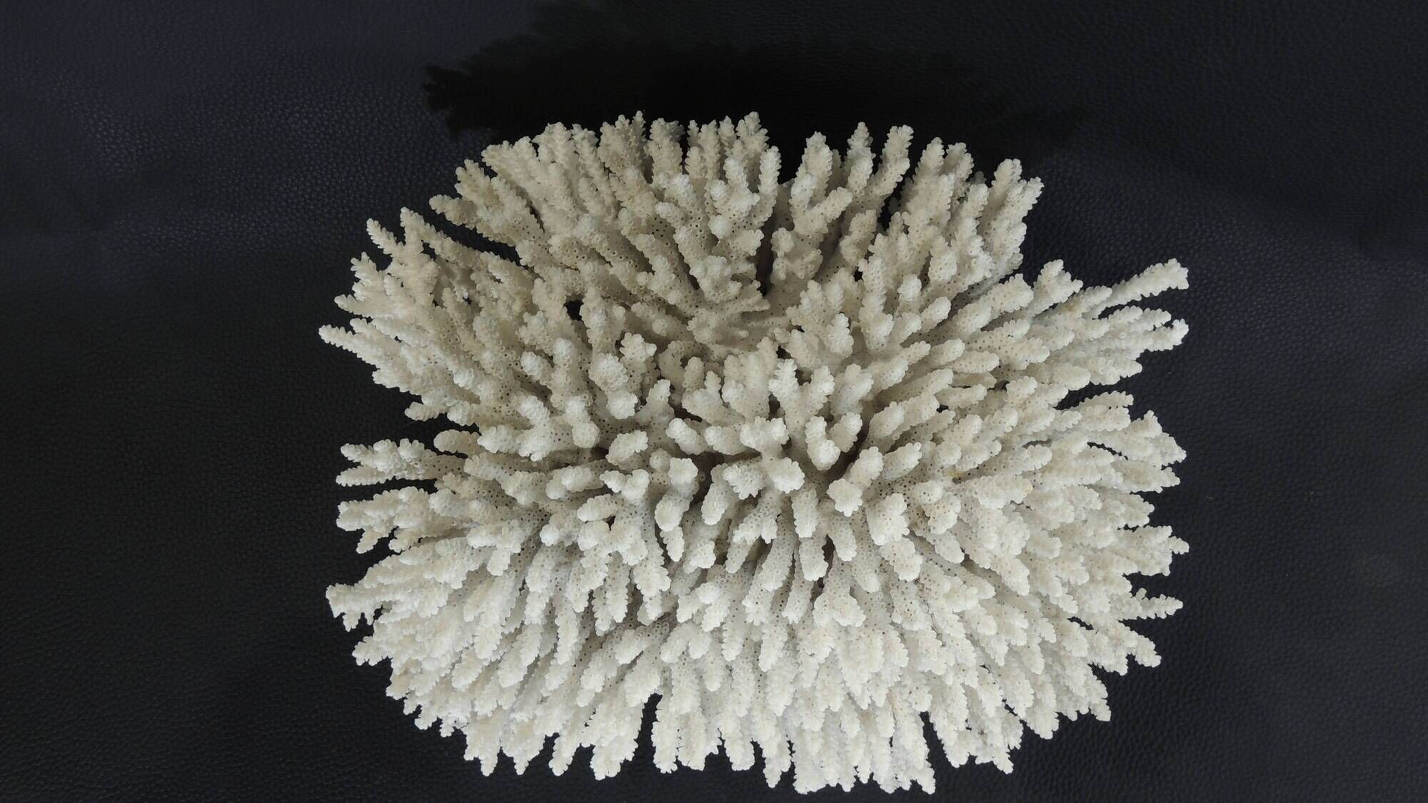 Large white sea coral
