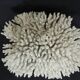 Large white sea coral