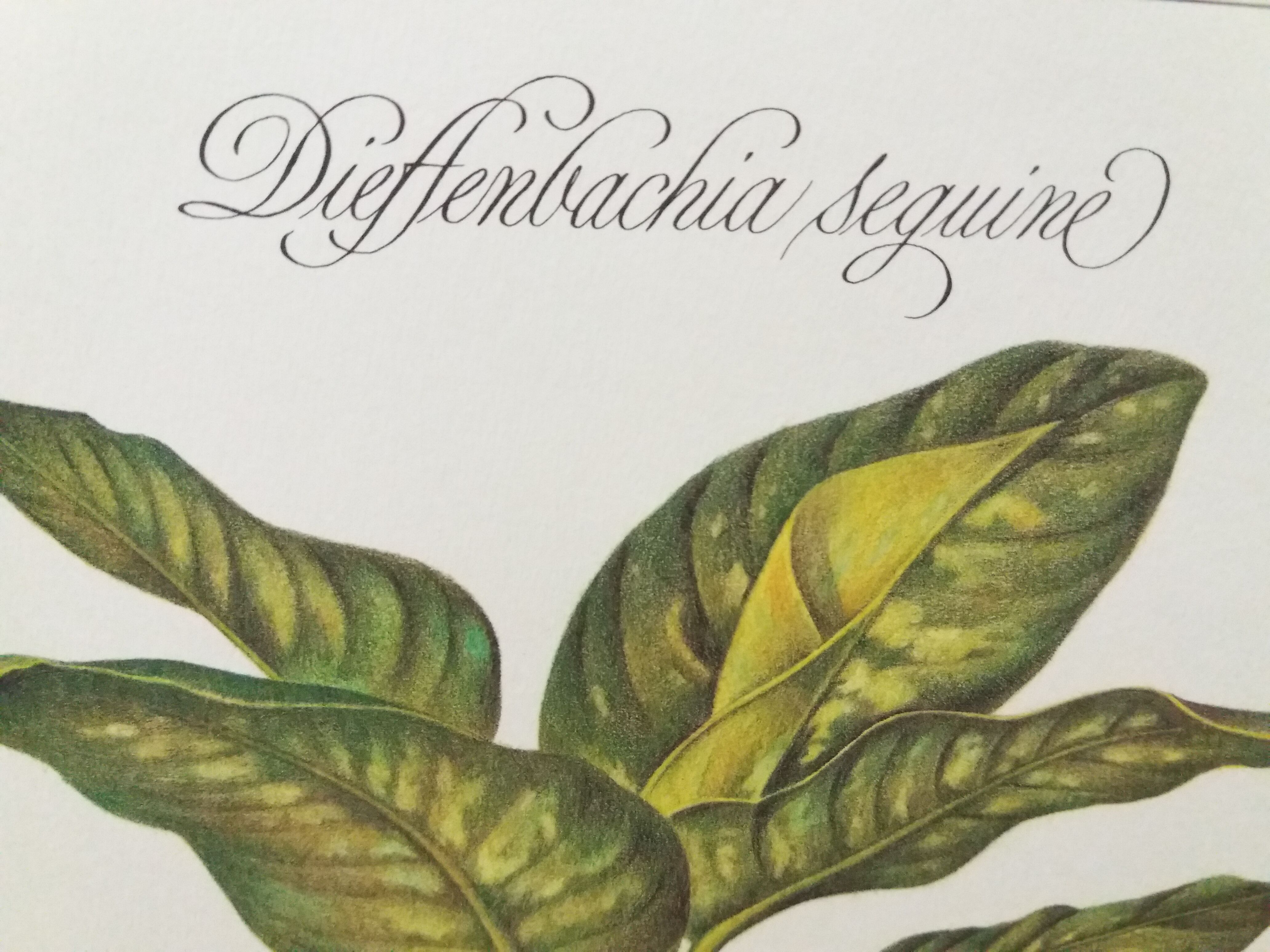 Dieffenbachia Seguine botanical board