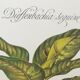 Dieffenbachia Seguine botanical board