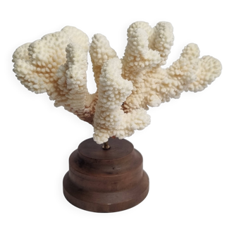 Antique natural coral mounted on turned wooden base, 17 cm