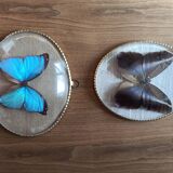 naturalized butterfly under oval frame