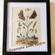 Antique plate from 1839 - Pepper tree - Botanical engraving hand-colored from nature