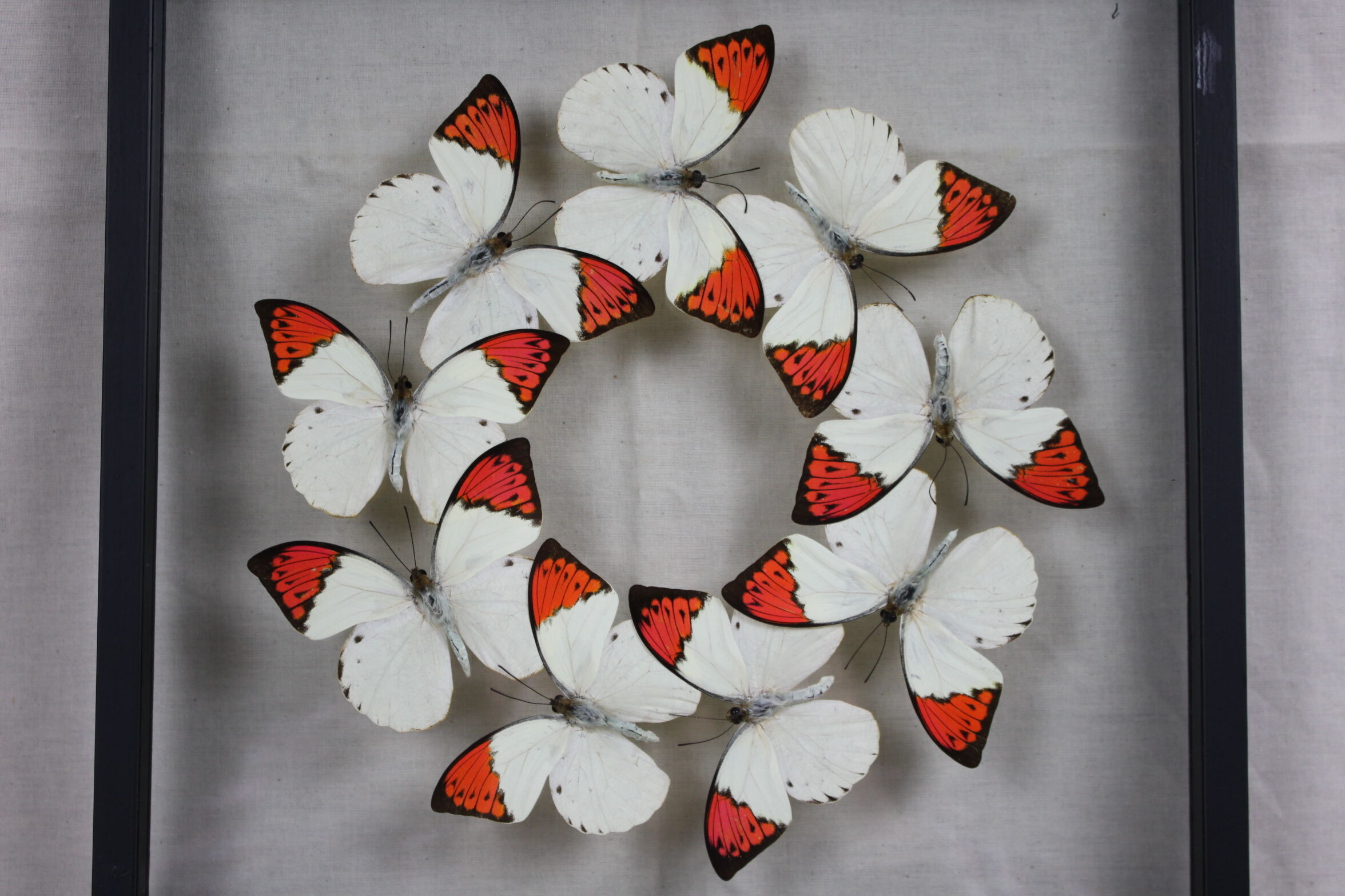 Envolée de papillons