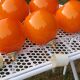 Set of 5 orange glass ball pendants from the 70s