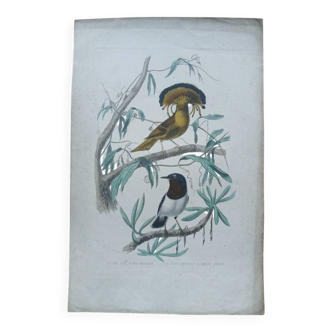 Poster - 19th century zoological engraving - king of the flycatchers - yellow