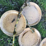 Lot of sandstone dishes