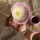 Vintage pink and mauve floral slip tea set - 8 pieces - Cottage core