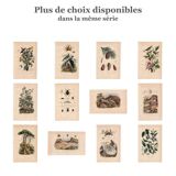 Old engraving from 1839 - Aquatic birds - zoological plate nature