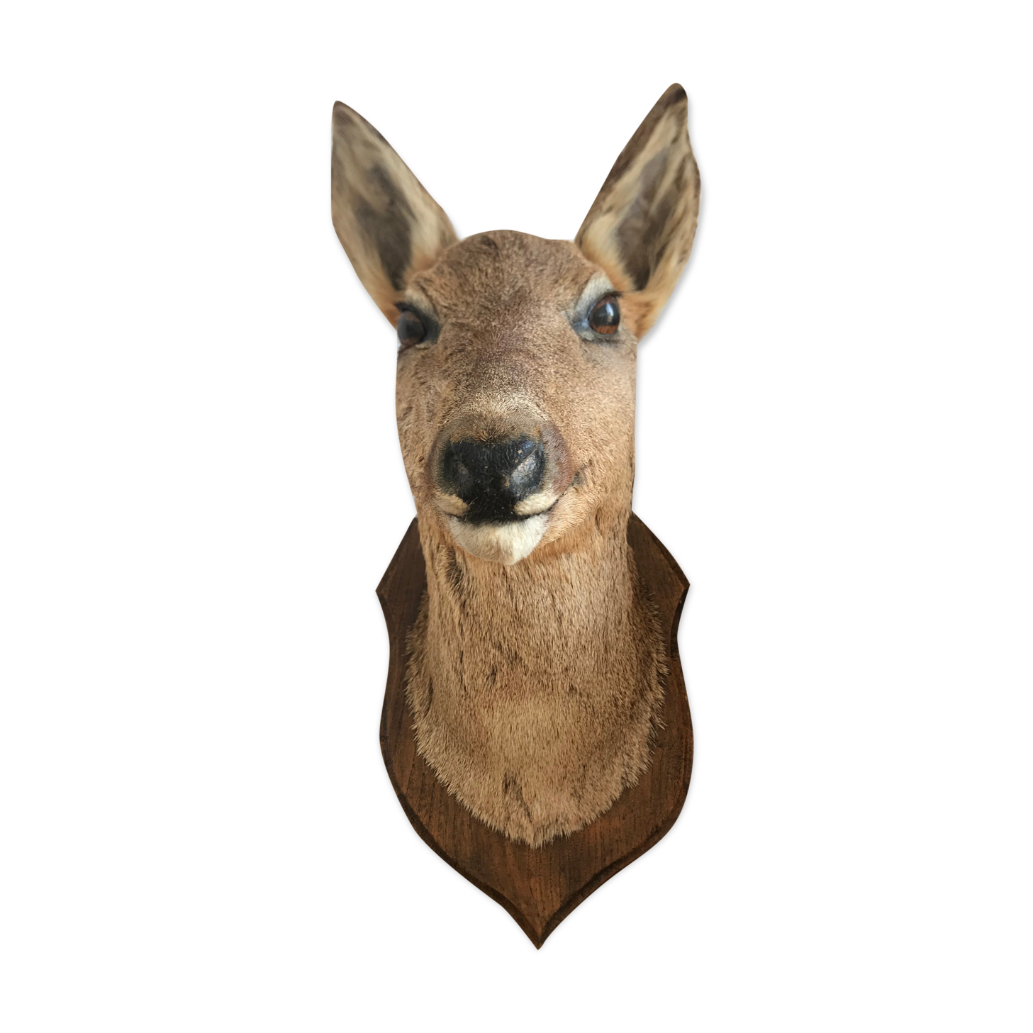 Taxidermy deer head