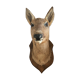 Taxidermy deer head