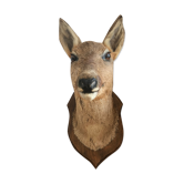 Taxidermy deer head