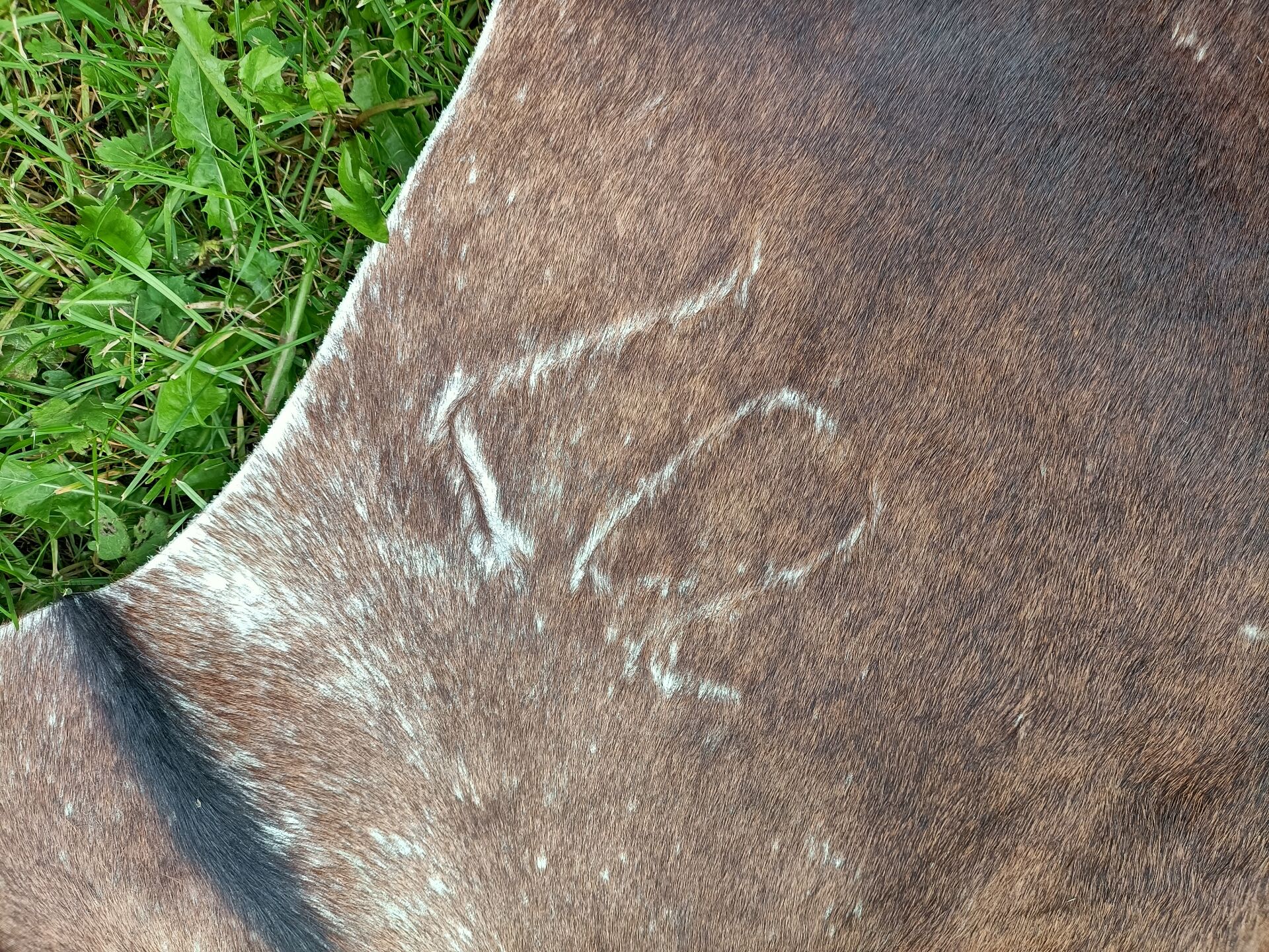 Cowhide Rug