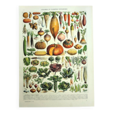 Gravure ancienne 1928 - Légumes et plantes potagères  par A. Millot