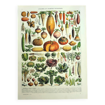 Old engraving 1928 - Vegetables and garden plants by A. Millot