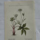 Vintage botanical plate flower and plant from France double-sided