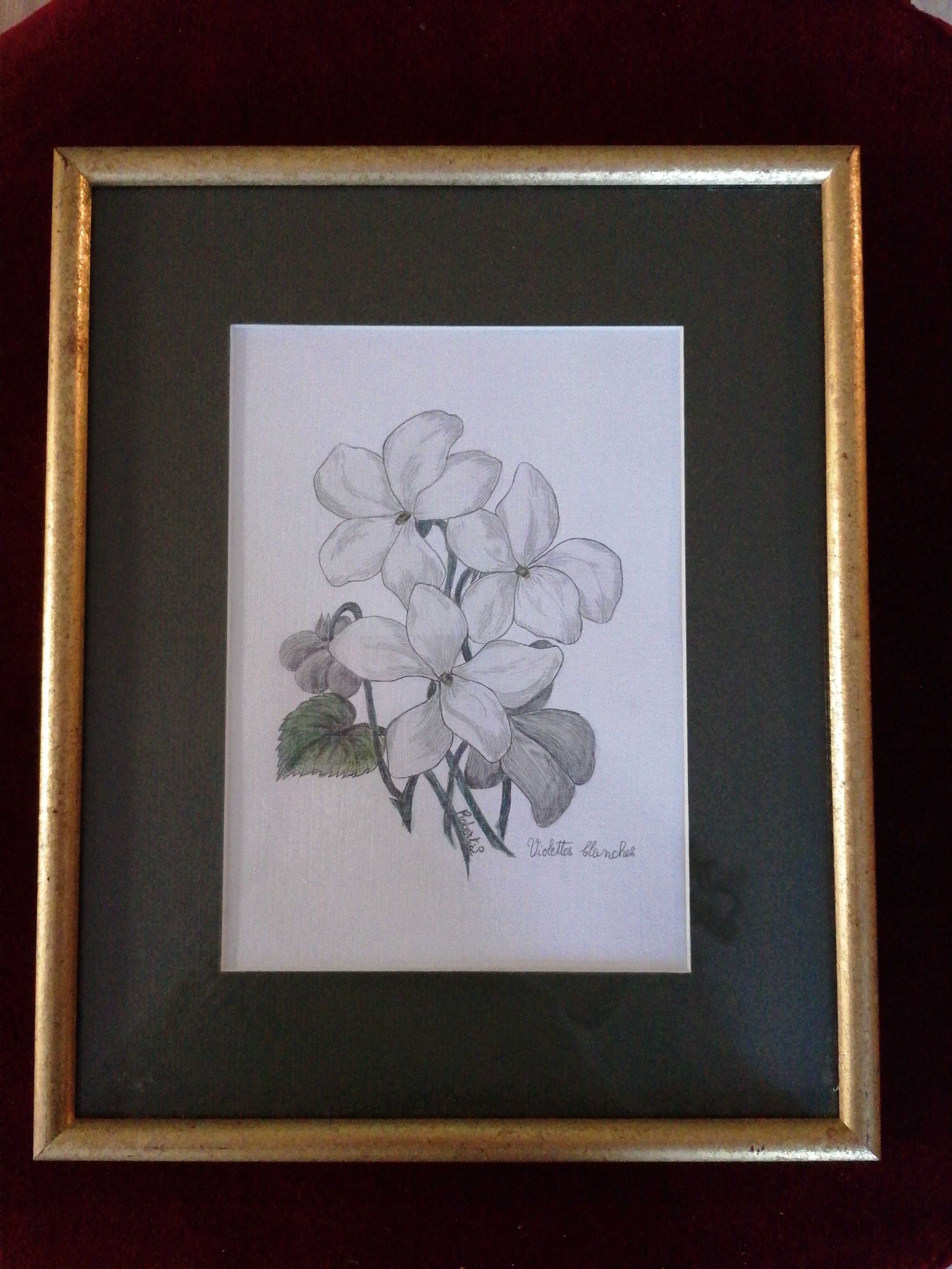 Violets, botanical drawing