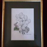Violets, botanical drawing