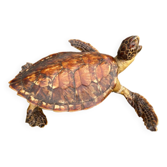 Tortue marine empaillé/naturalisé/taxidermie
