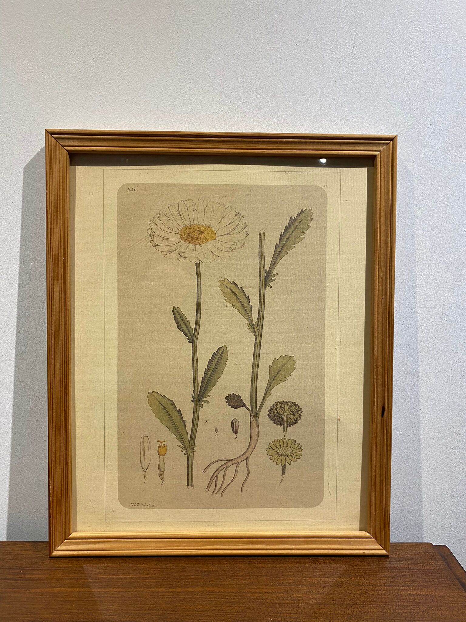 Framed botanical board, Marguerite