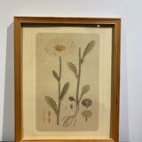 Framed botanical board, Marguerite
