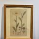 Framed botanical board, Marguerite