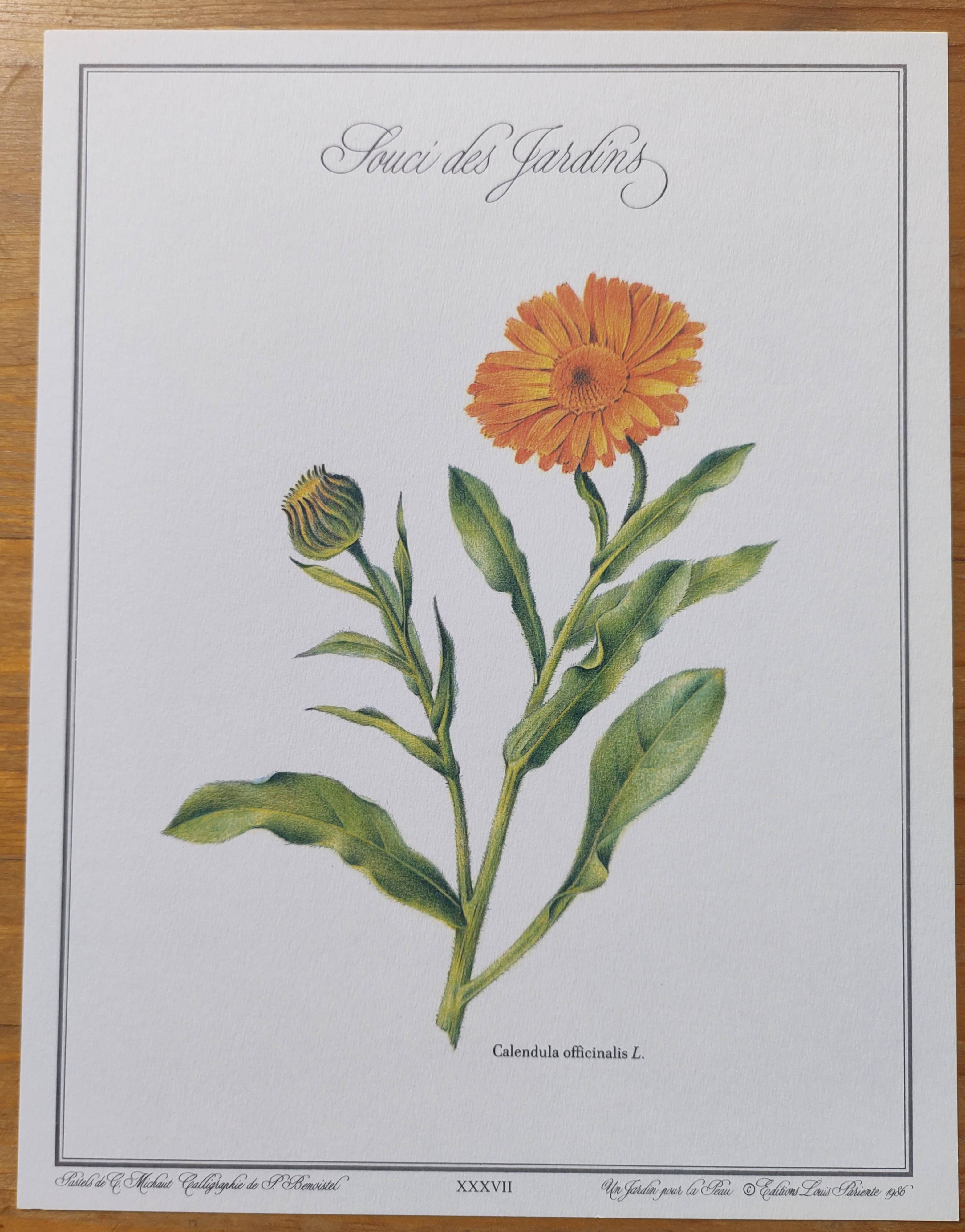 Botanical board -Garden Marigold- Pastel illustration of medicinal plants and flowers