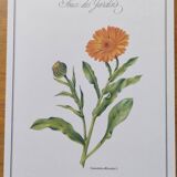 Planche botanique "Souci des Jardins"
