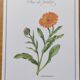 Botanical board -Garden Marigold- Pastel illustration of medicinal plants and flowers