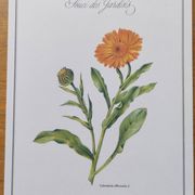 Botanical board -Garden Marigold- Pastel illustration of medicinal plants and flowers