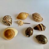 Collection de coquillages exotiques