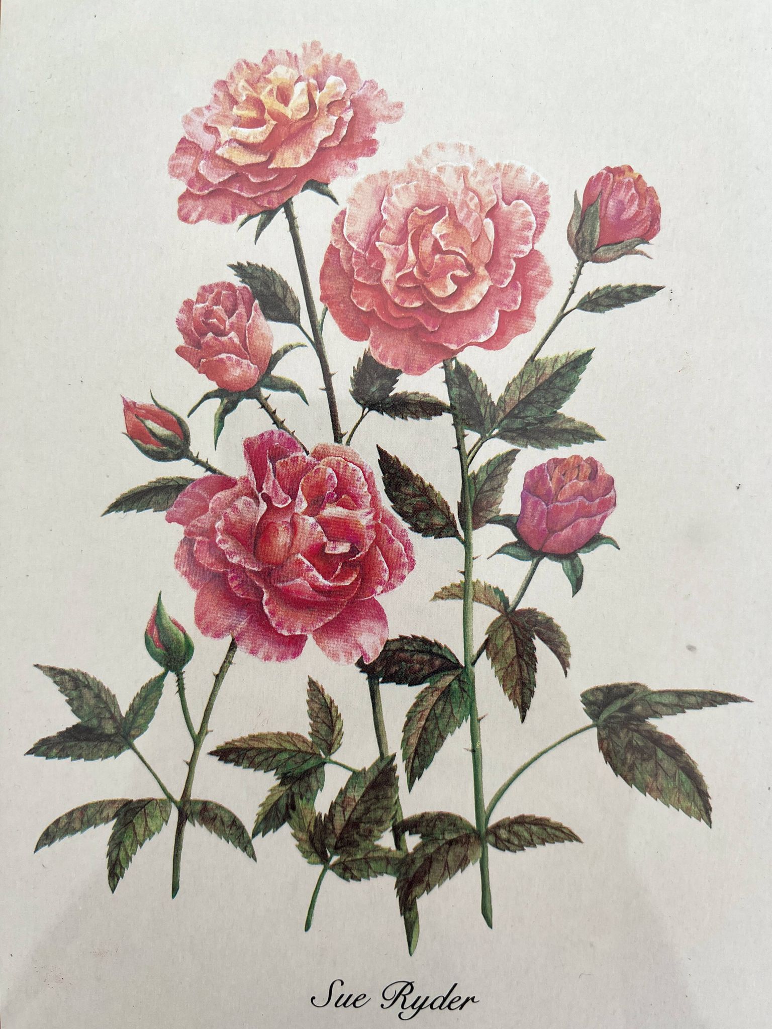 Lithographie botanique vintage