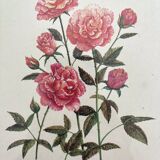 Vintage botanical lithograph
